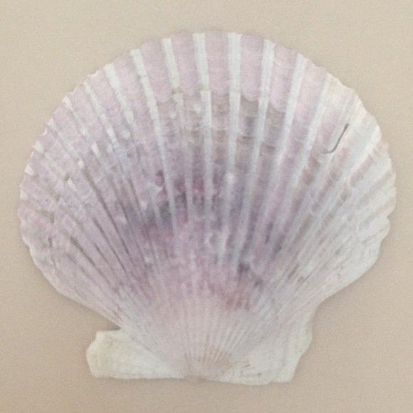 6 seashells for beachy decorating/ decor - Picture 7 of 8